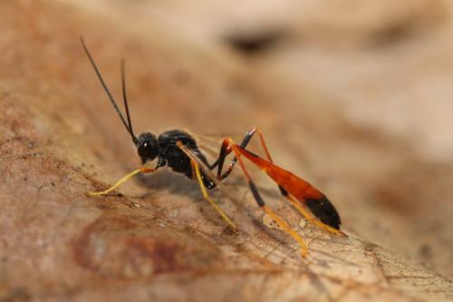 Réf. 277 763 : Erigorgus melanops